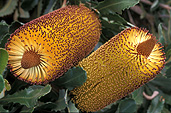 The beautiful Banksia flowers, one of many from our Flowers, Shrubs & Trees files